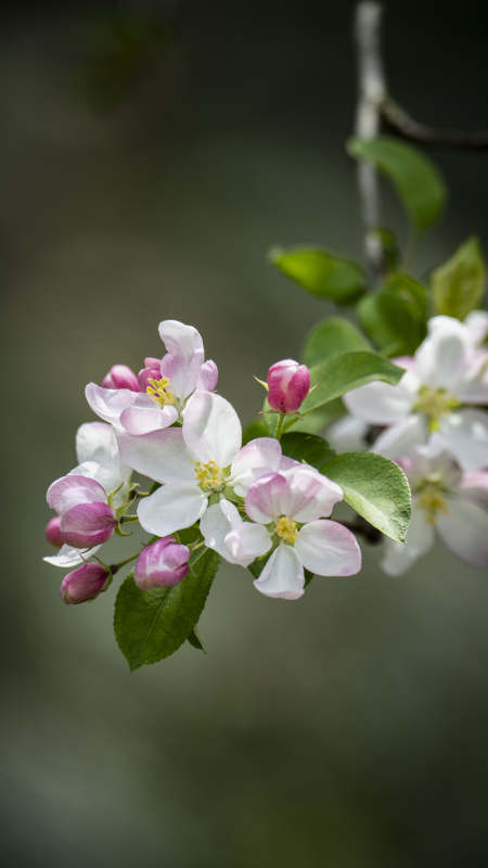 春日花枝绽放图片