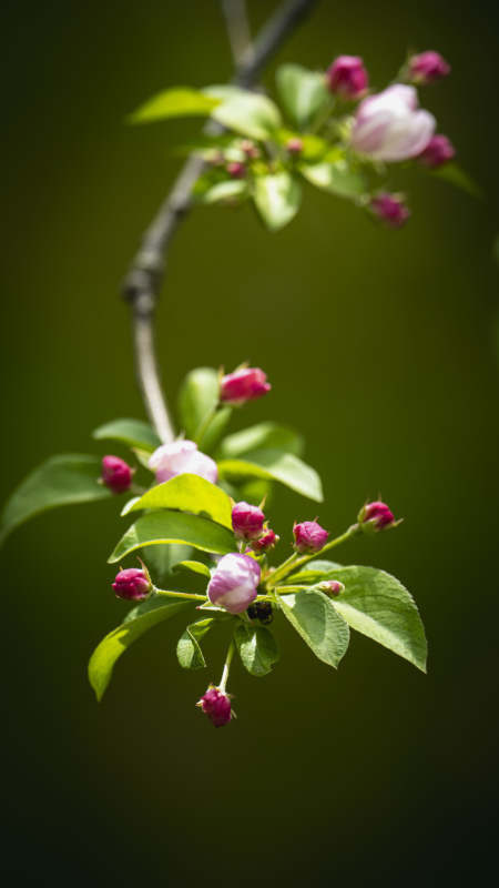 春枝绽放图片