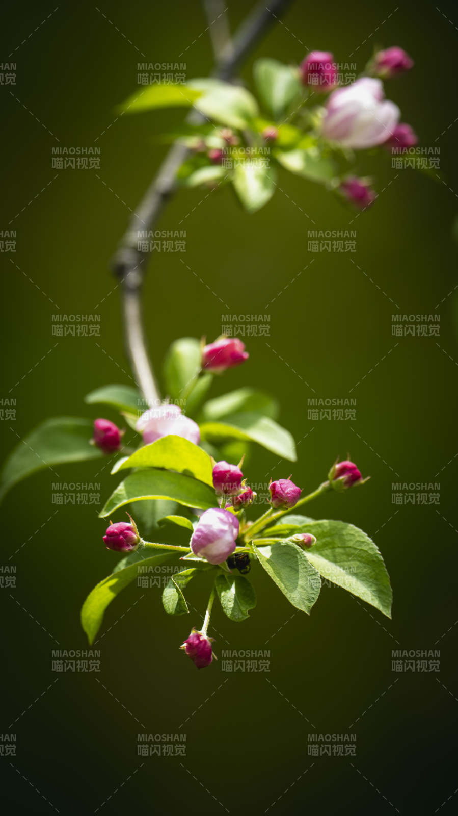春枝绽放图片