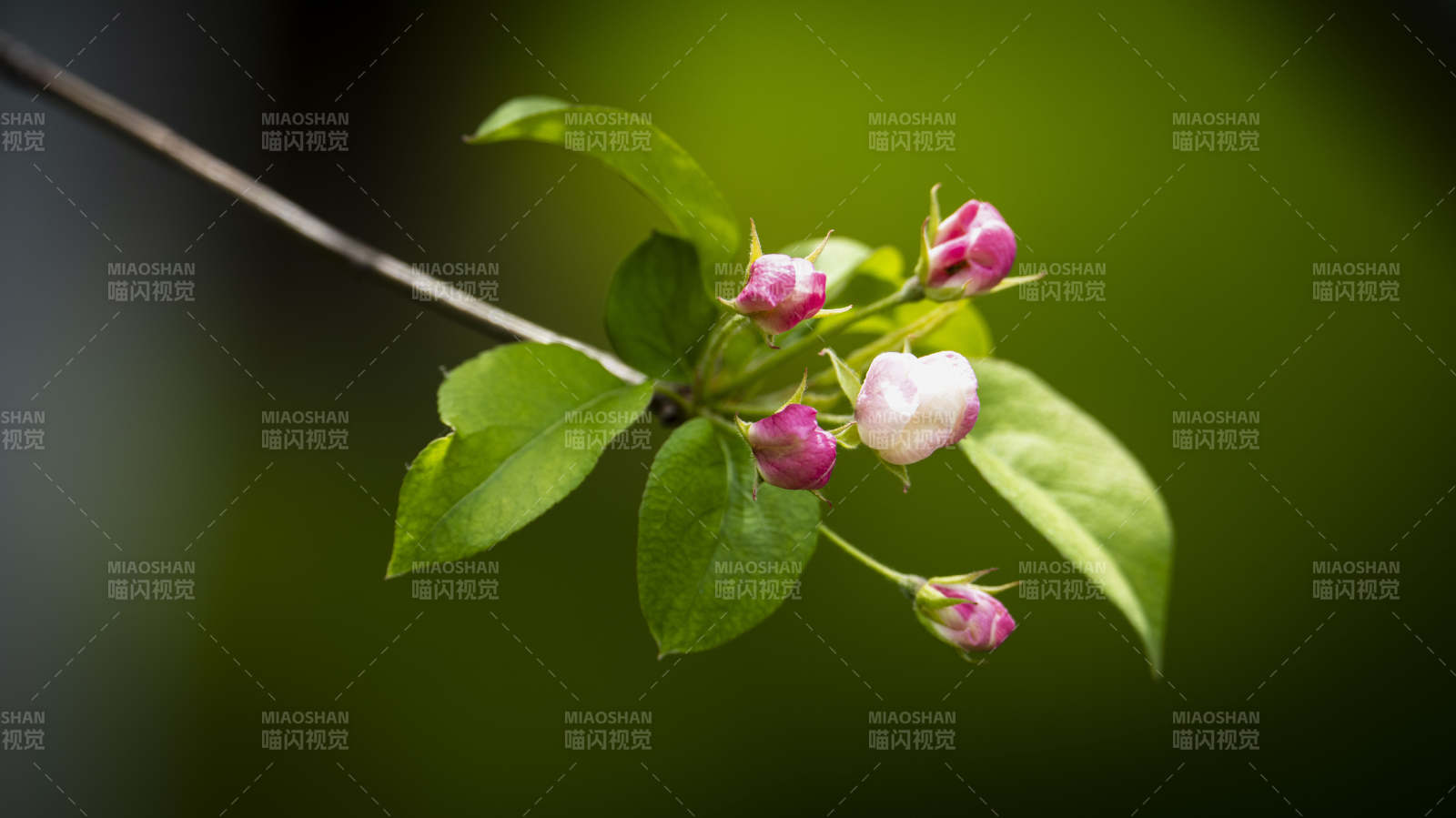 花蕾初绽枝头图片