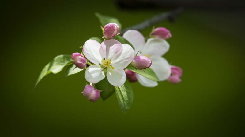 樱花绽放 春意盎然图片