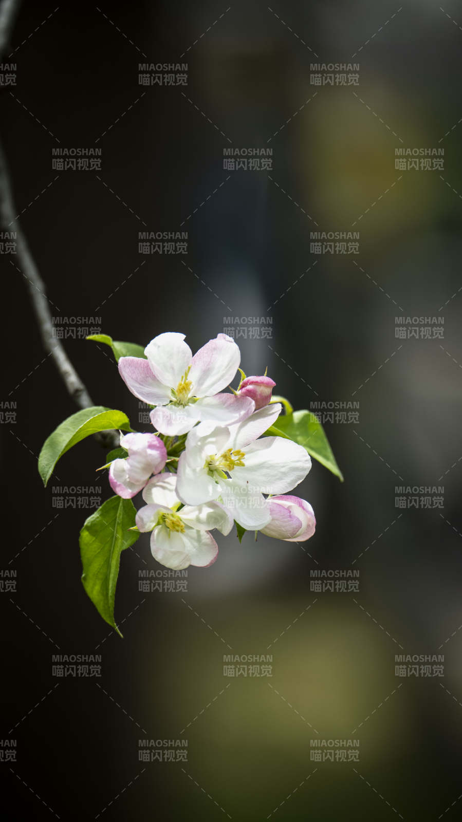 春日花枝绽放图片