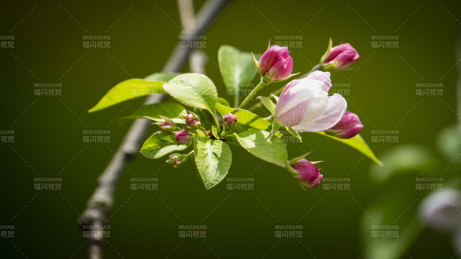 春枝绽放粉花图片