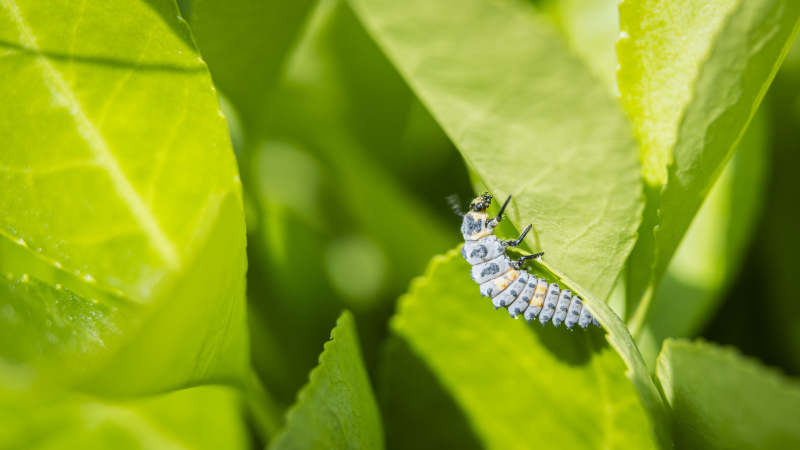 瓢虫幼虫栖息绿叶图片