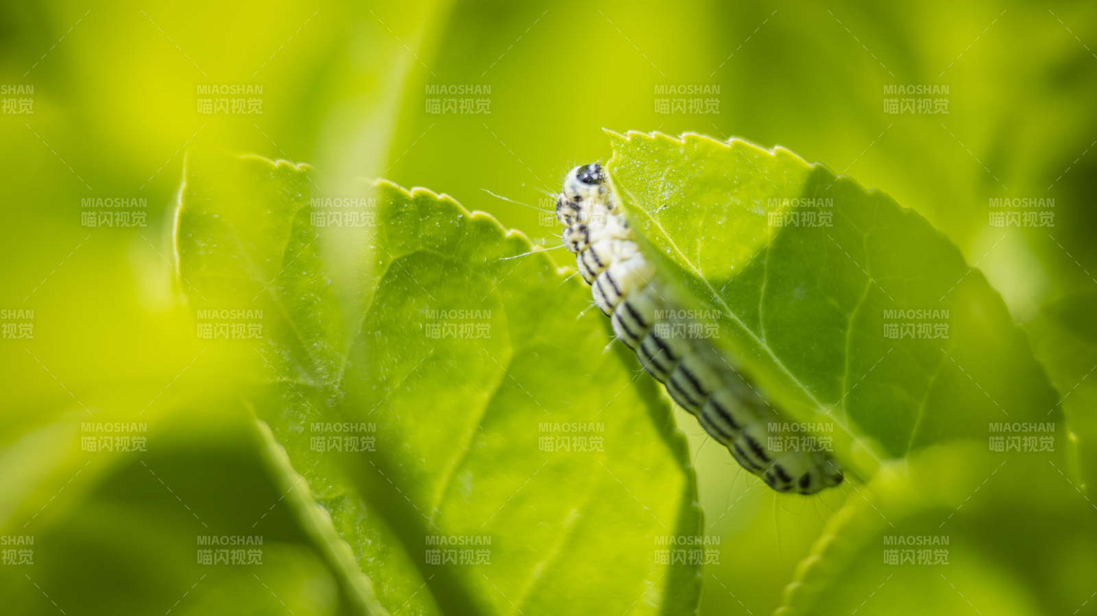 绿叶上的小毛虫图片