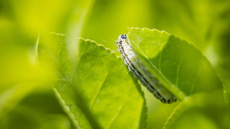 绿叶上的小毛虫图片