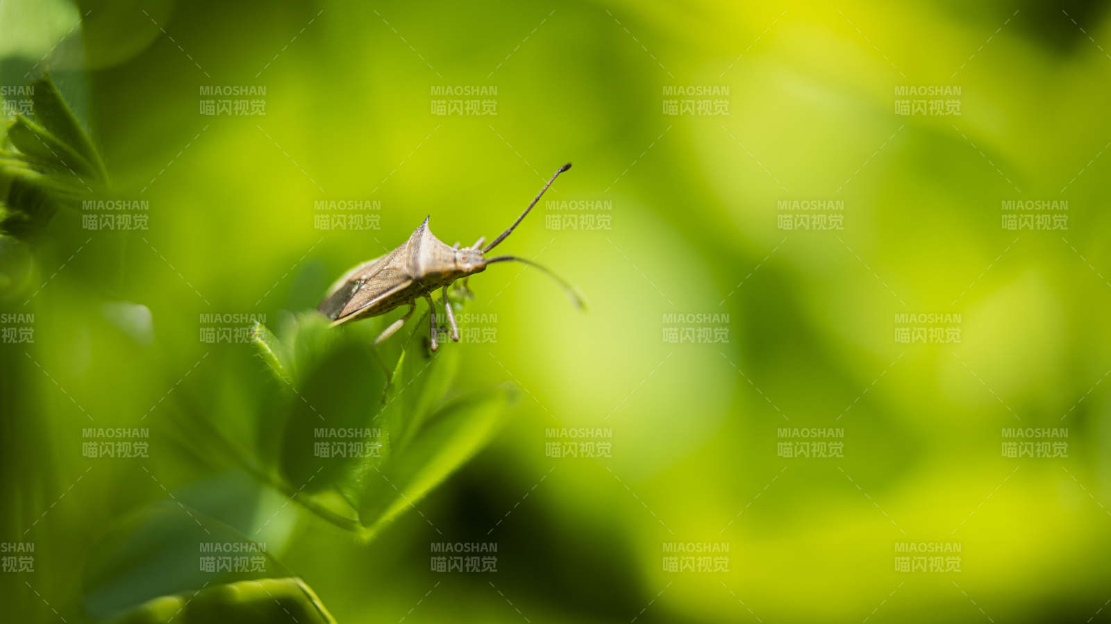 绿叶上的小虫图片