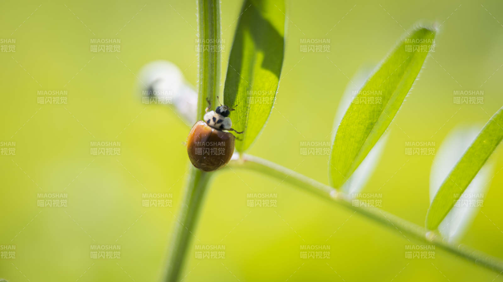瓢虫栖息绿叶上图片