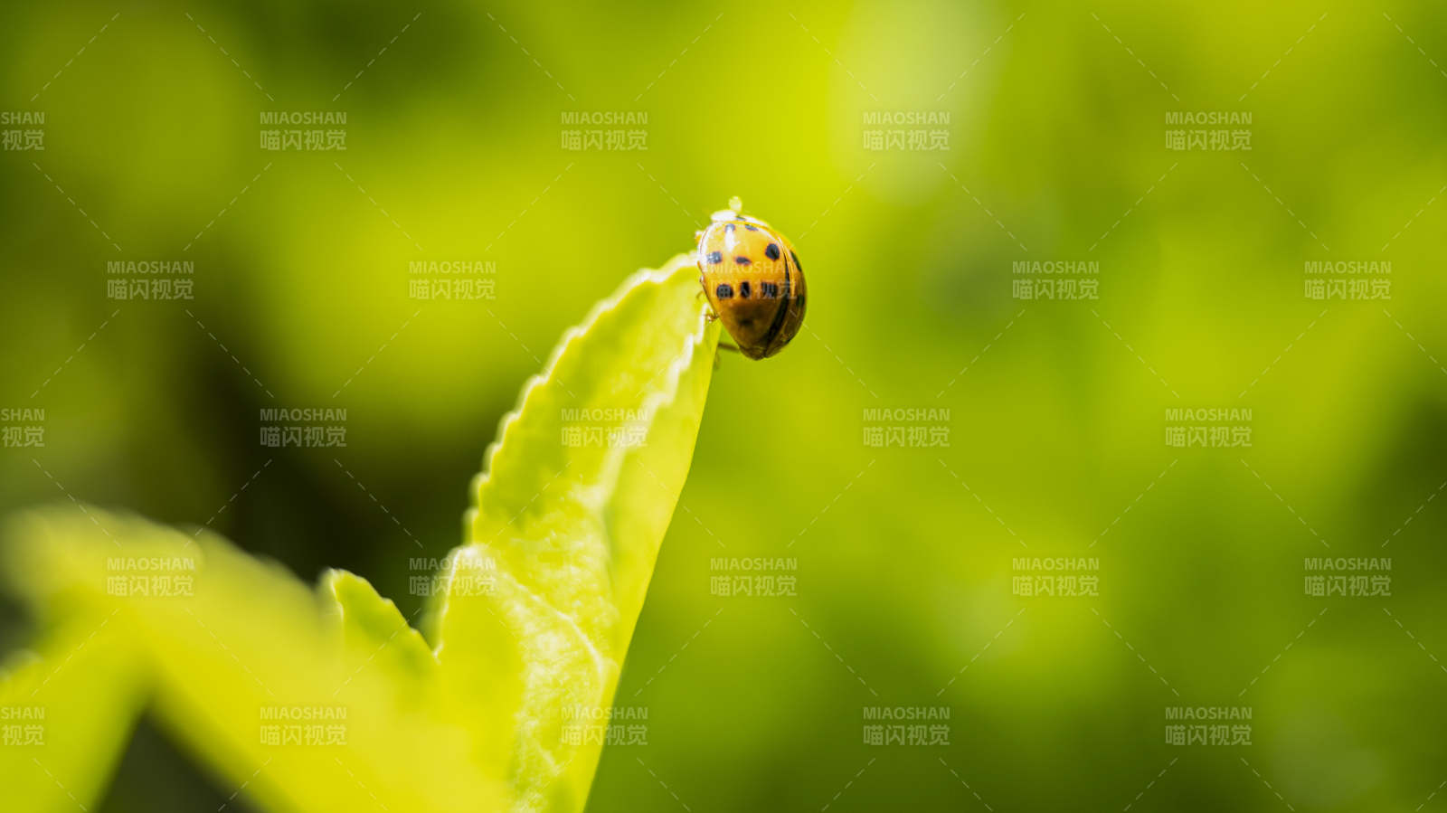 瓢虫栖叶尖图片
