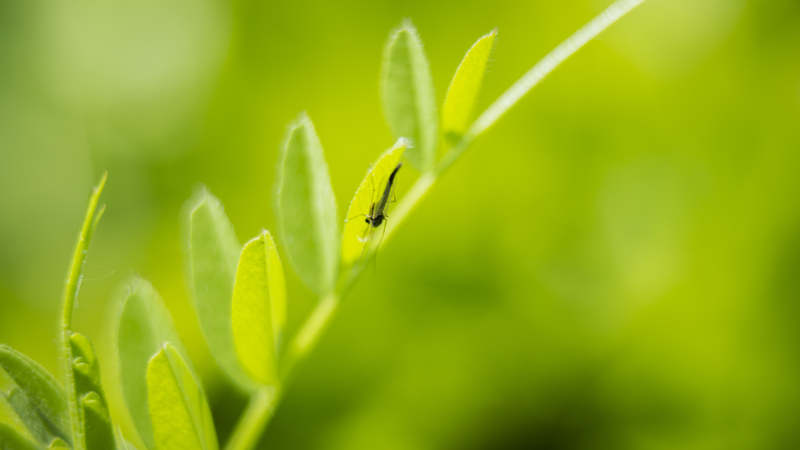 绿叶上的小虫图片
