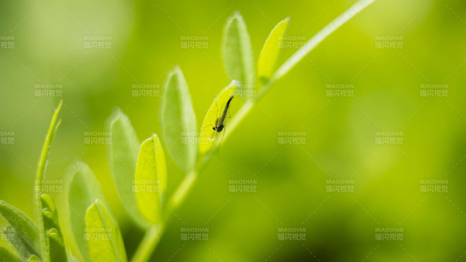 绿叶上的小虫图片