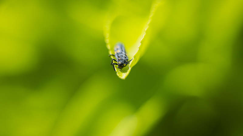 叶尖上的小虫图片