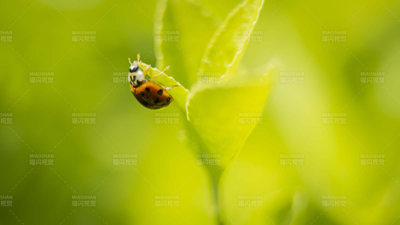 瓢虫栖息绿叶上图片