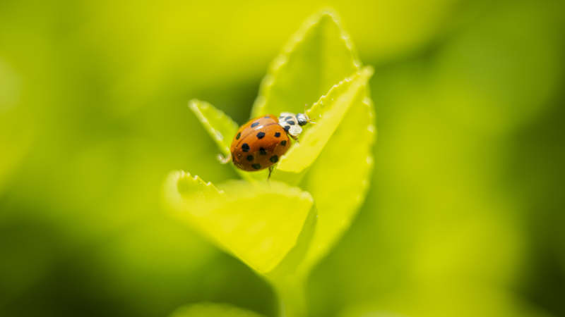 瓢虫栖叶 生机盎然图片