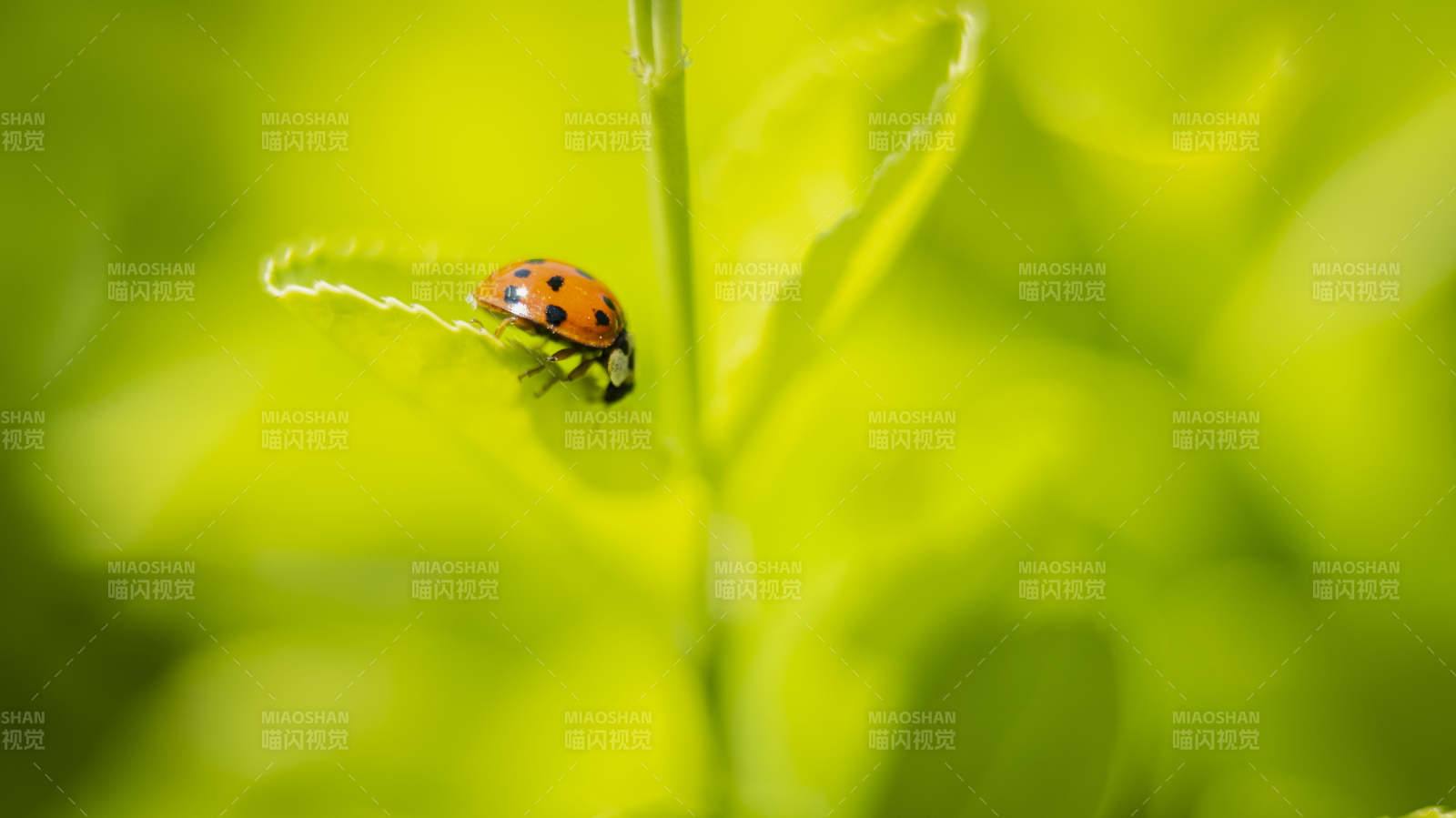 瓢虫栖息绿叶上图片