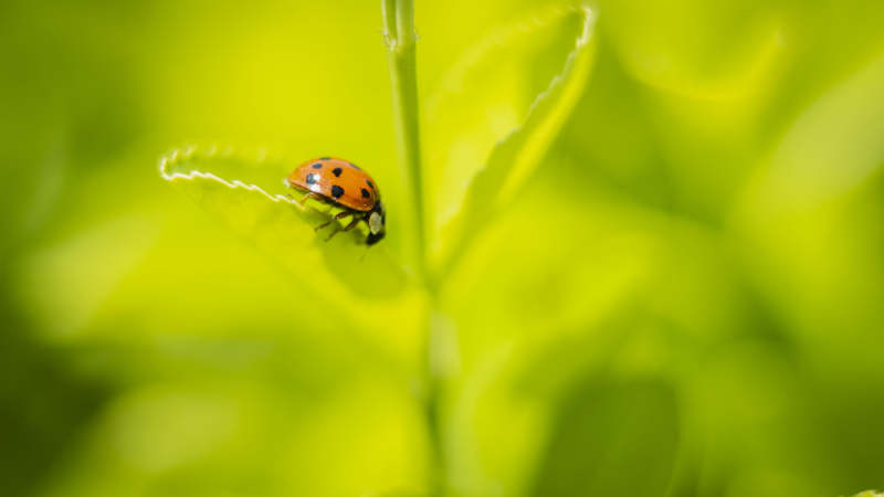瓢虫栖息绿叶上图片