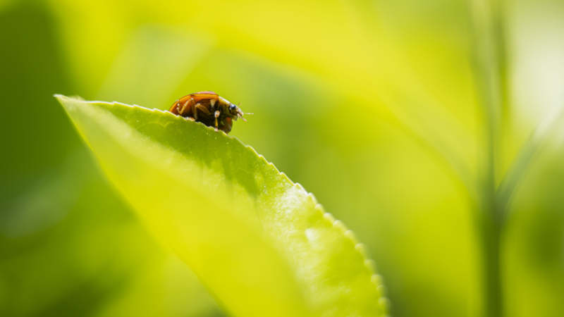 瓢虫栖叶尖图片