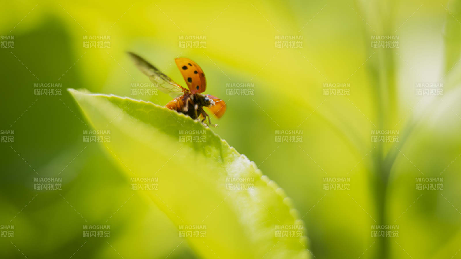 瓢虫栖息绿叶上图片