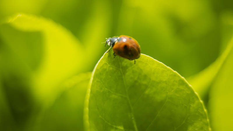 瓢虫栖叶 绿意盎然图片