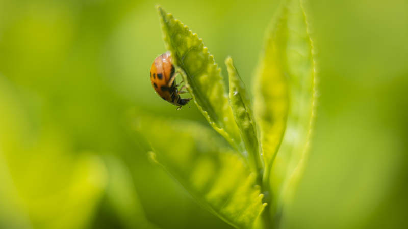 瓢虫栖叶尖图片