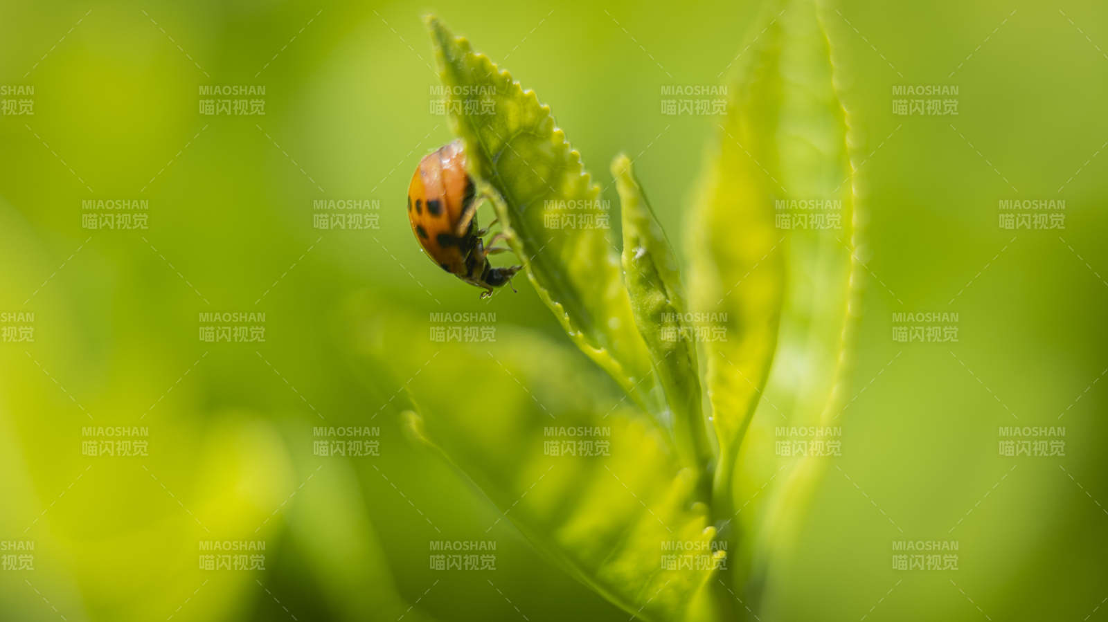 瓢虫栖叶尖图片