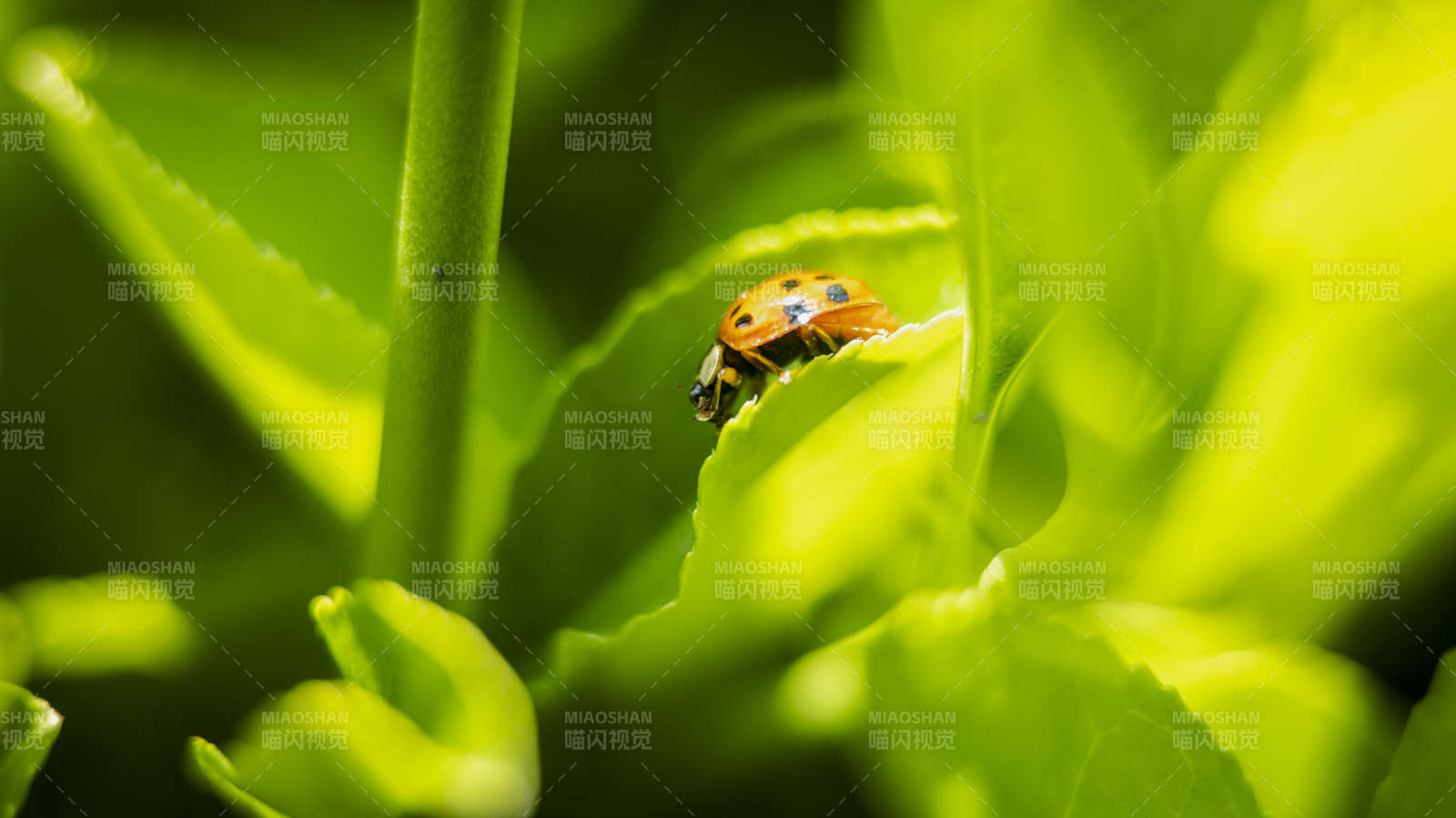 瓢虫栖息绿叶上图片