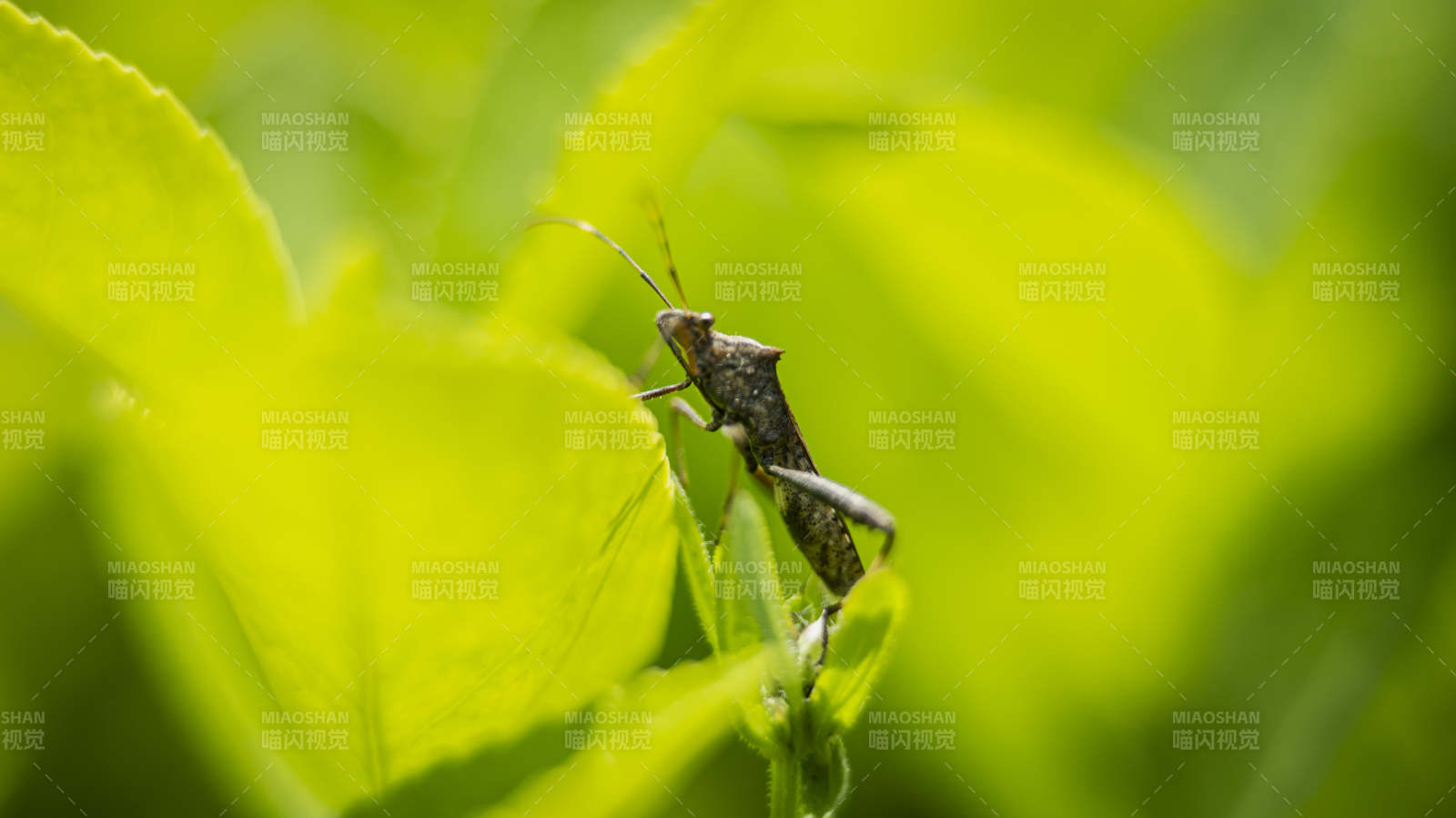 绿叶上的小虫图片
