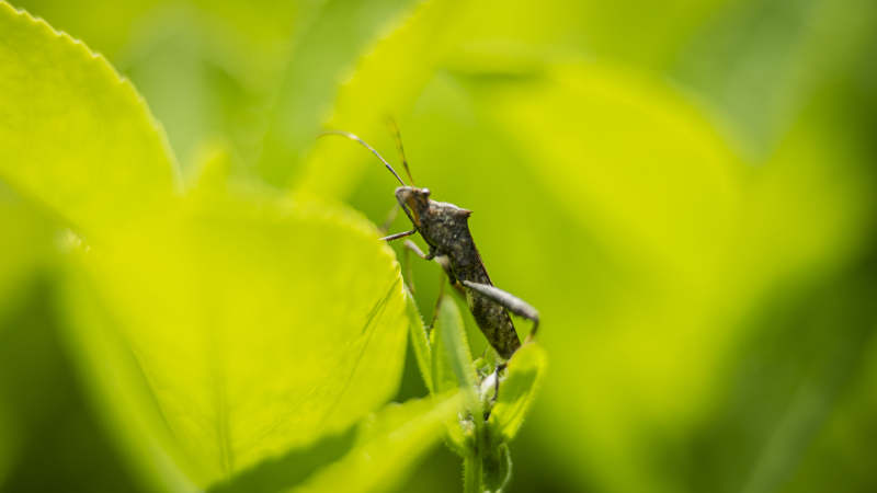 绿叶上的小虫图片