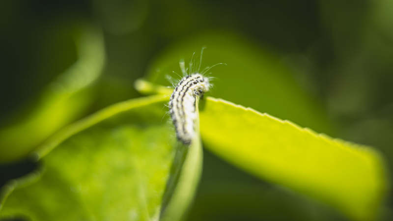 毛虫栖息绿叶上图片