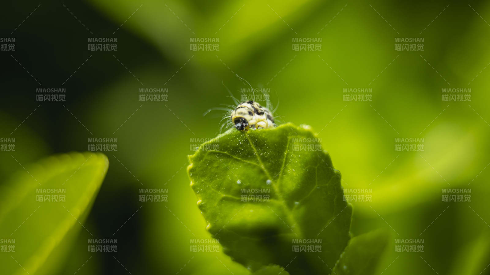 叶上小虫图片