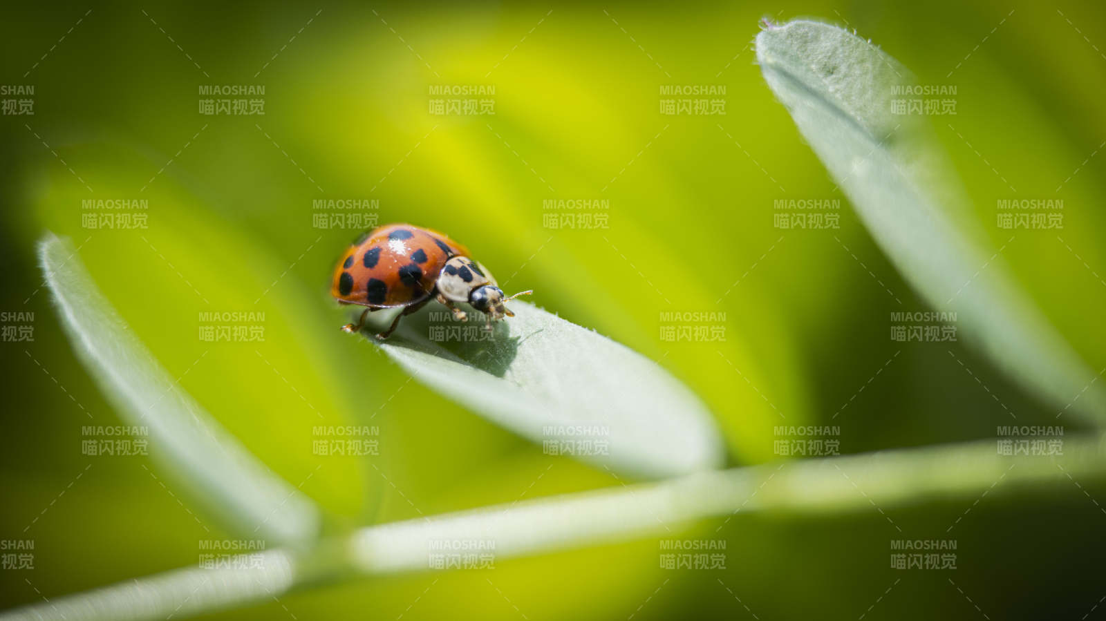 瓢虫栖息绿叶上图片