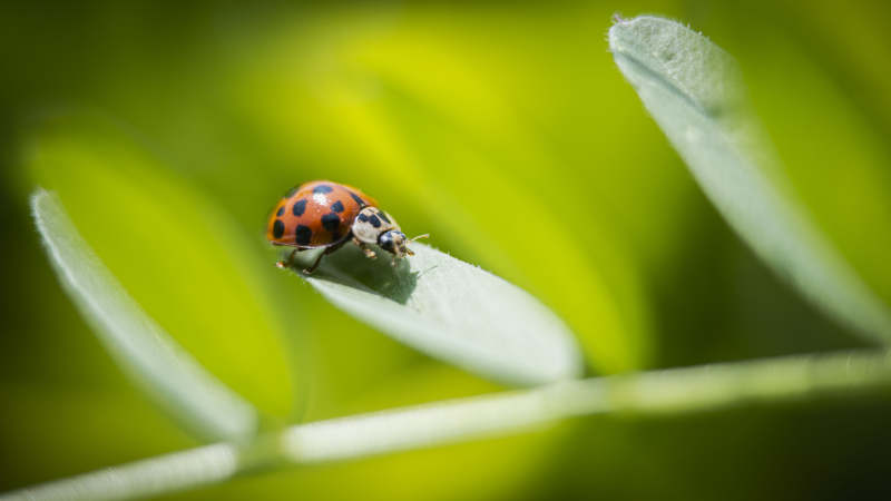 瓢虫栖息绿叶上图片