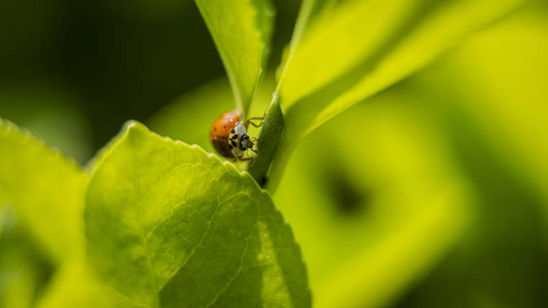 瓢虫栖息绿叶上图片