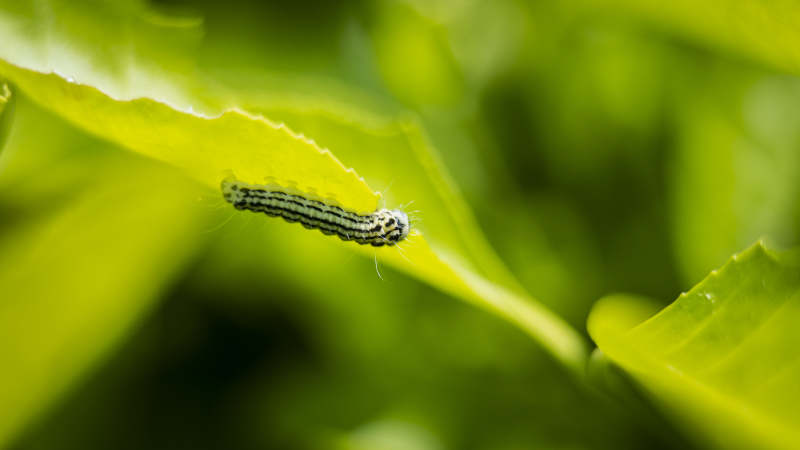 绿叶上的毛毛虫图片