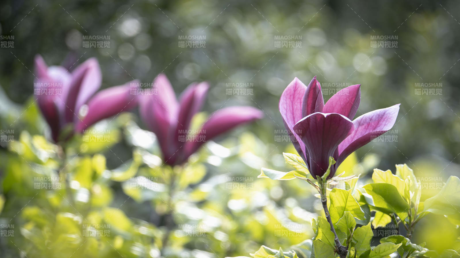 紫玉兰绽放枝头图片