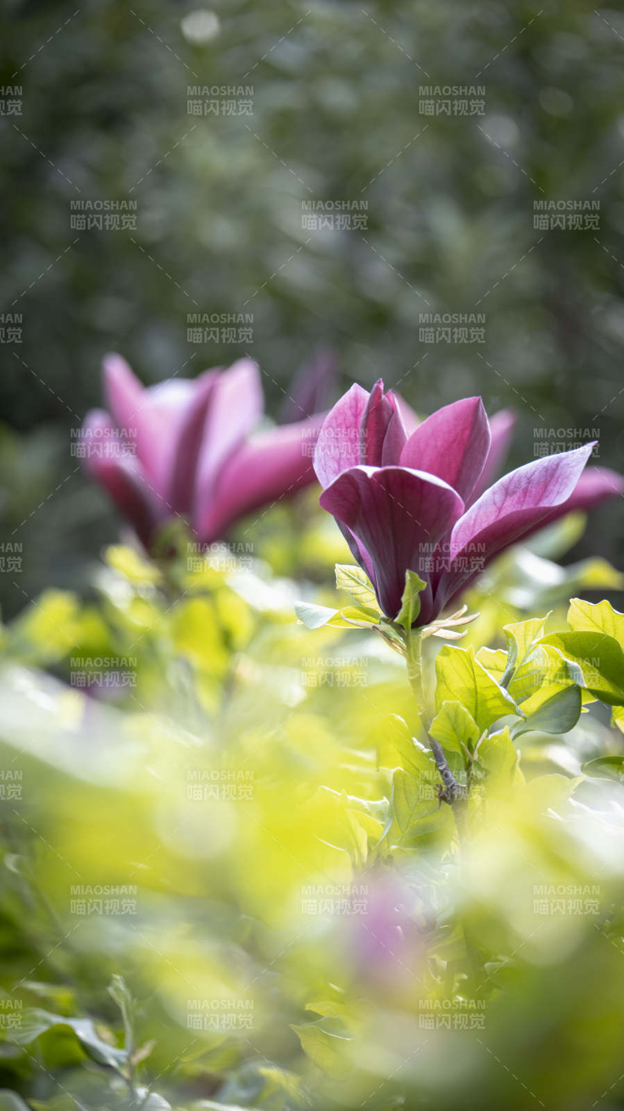 紫玉兰绽放图片