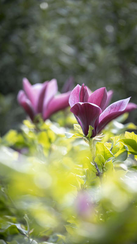 紫玉兰绽放图片