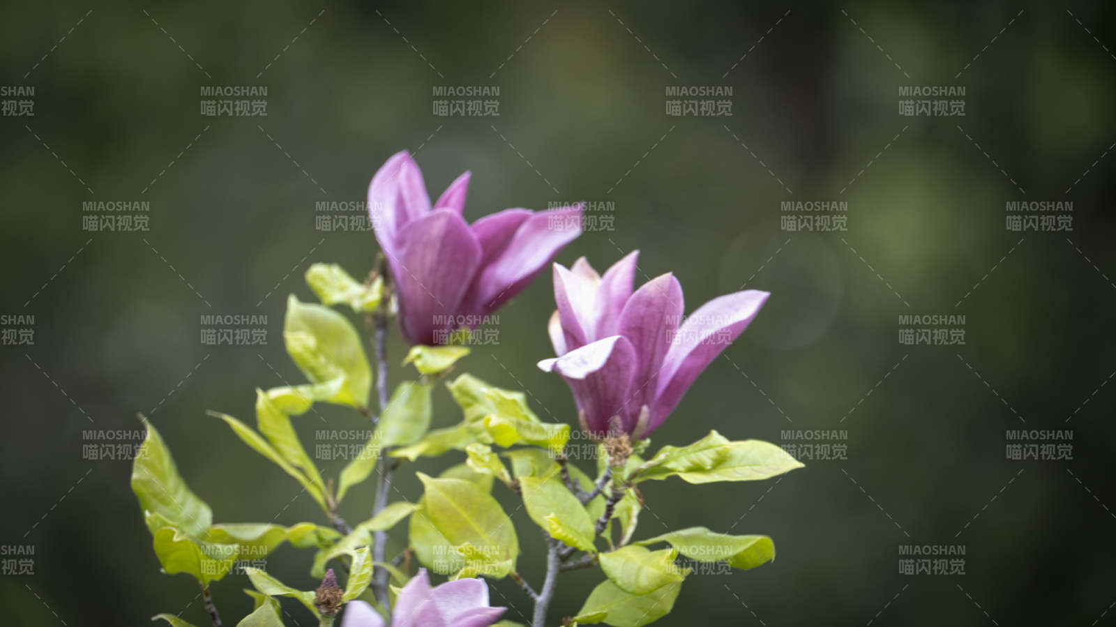 紫玉兰绽放枝头图片