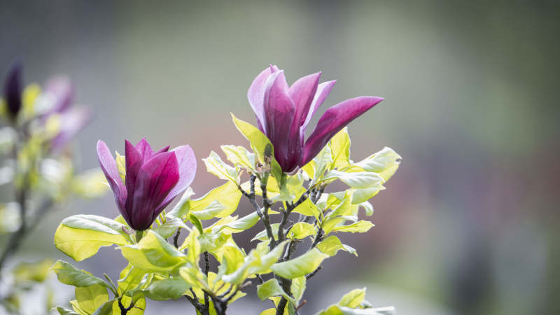 紫玉兰绽放枝头图片