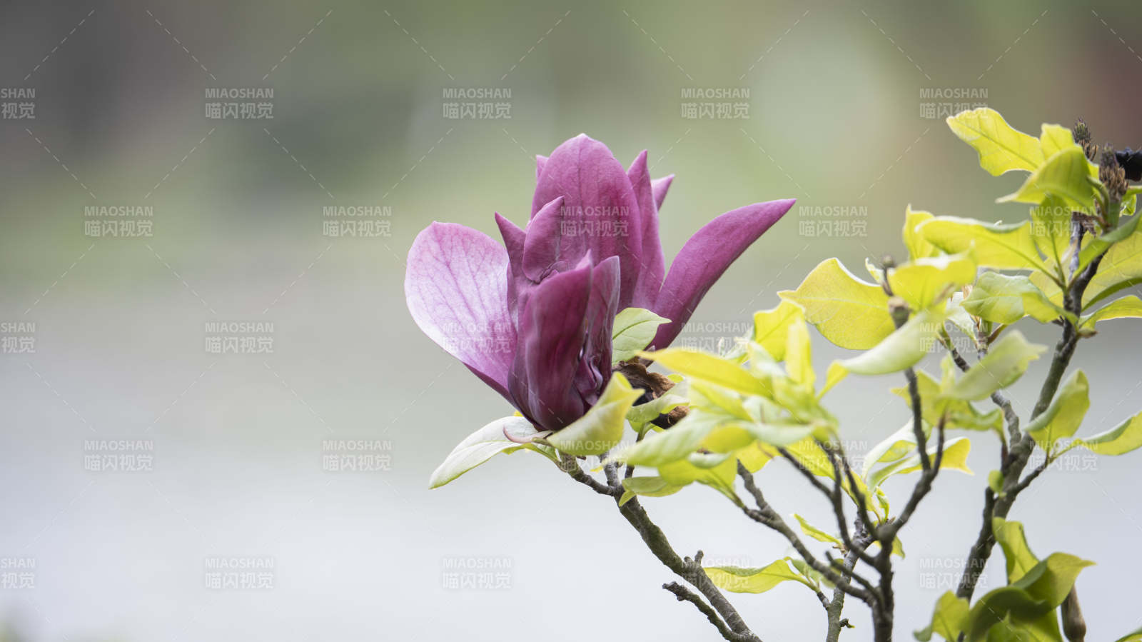 紫玉兰绽放枝头图片