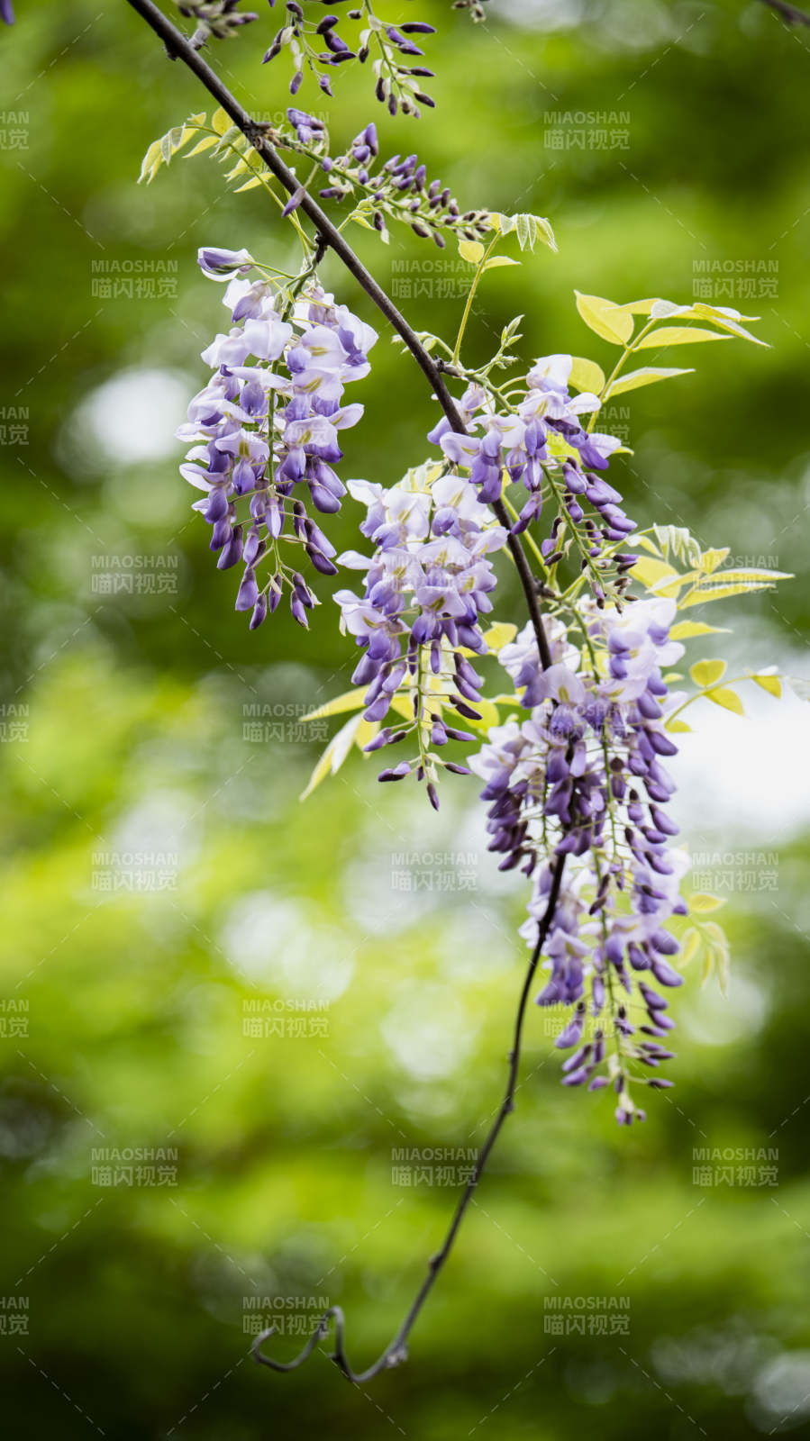 紫藤花垂枝绽放图片