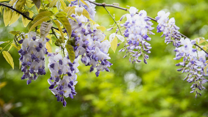 紫藤花开图片