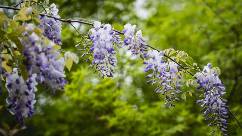 紫藤花盛开图片