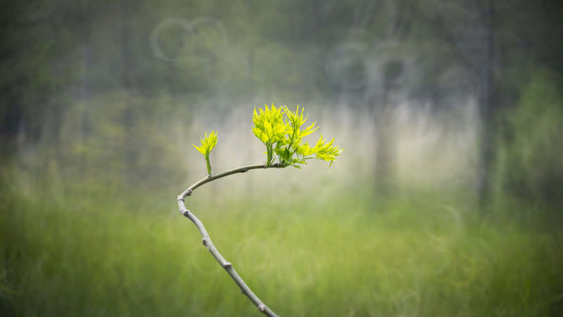 嫩芽初绽 春意盎然图片