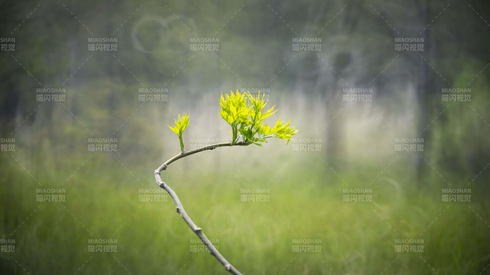 嫩芽初绽 春意盎然图片