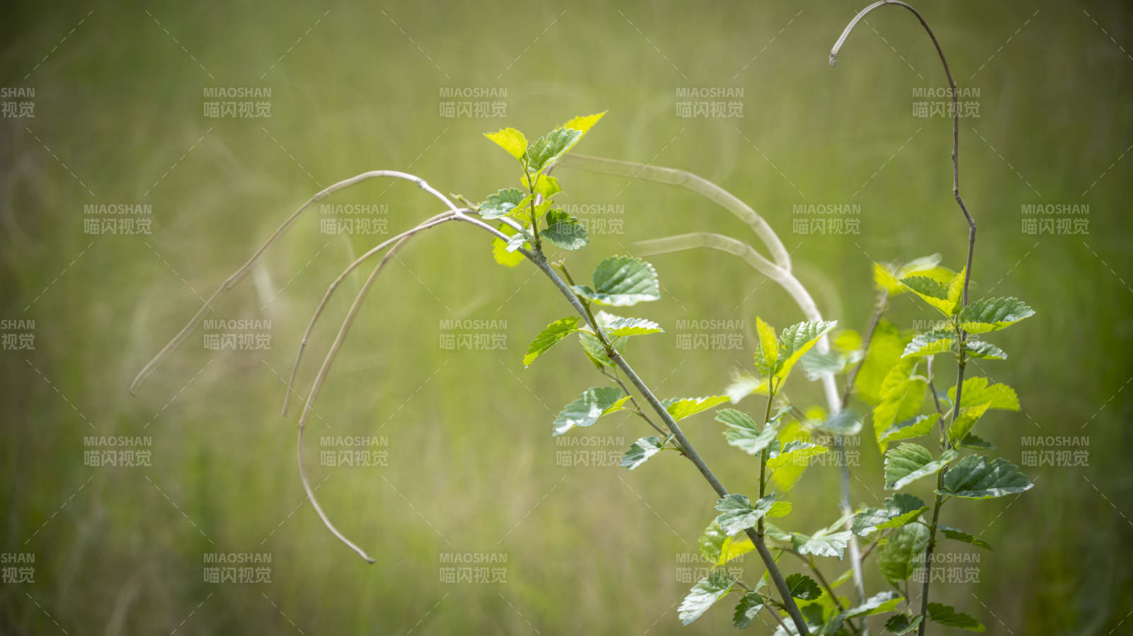 绿叶轻舞风中图片