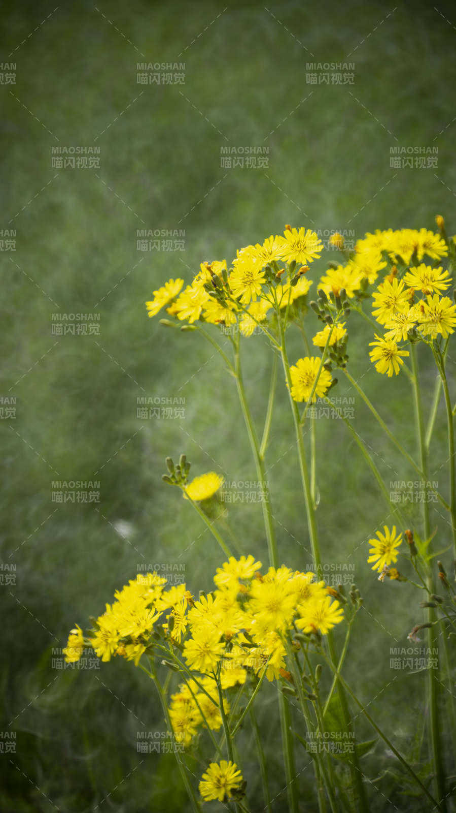 黄花绽放绿野中图片