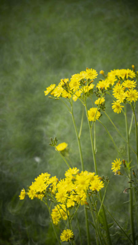 黄花绽放绿野中图片
