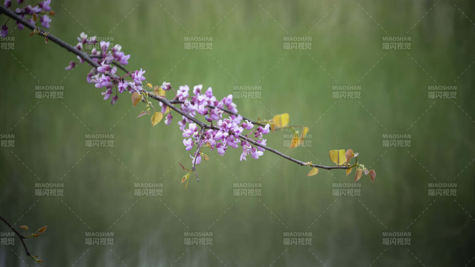 紫花枝头春意浓图片