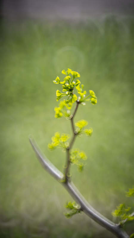 嫩芽初绽 春意盎然图片